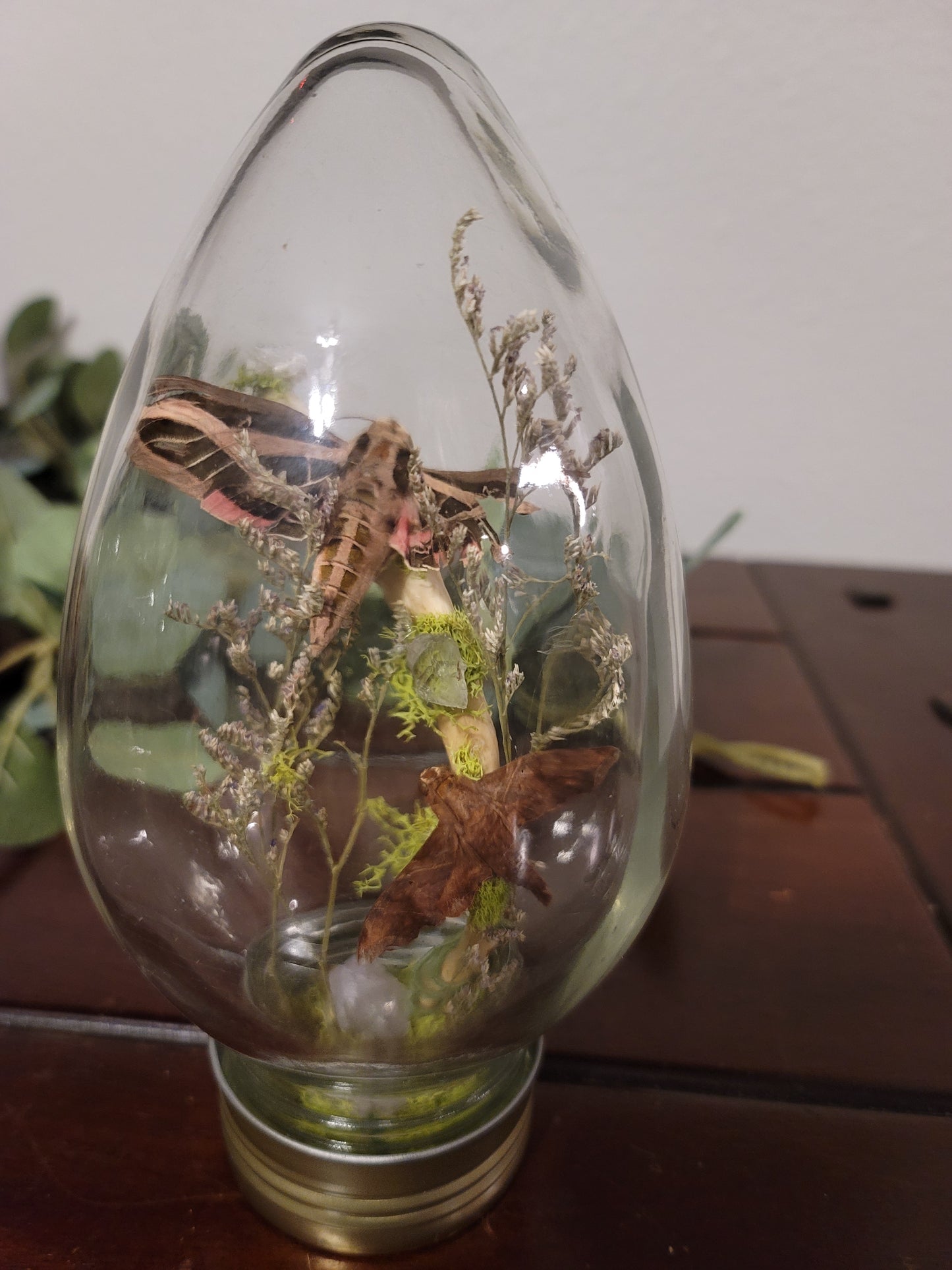 Banded Sphinx moth and a Mournful Sphinx moth light bulb Cloche
