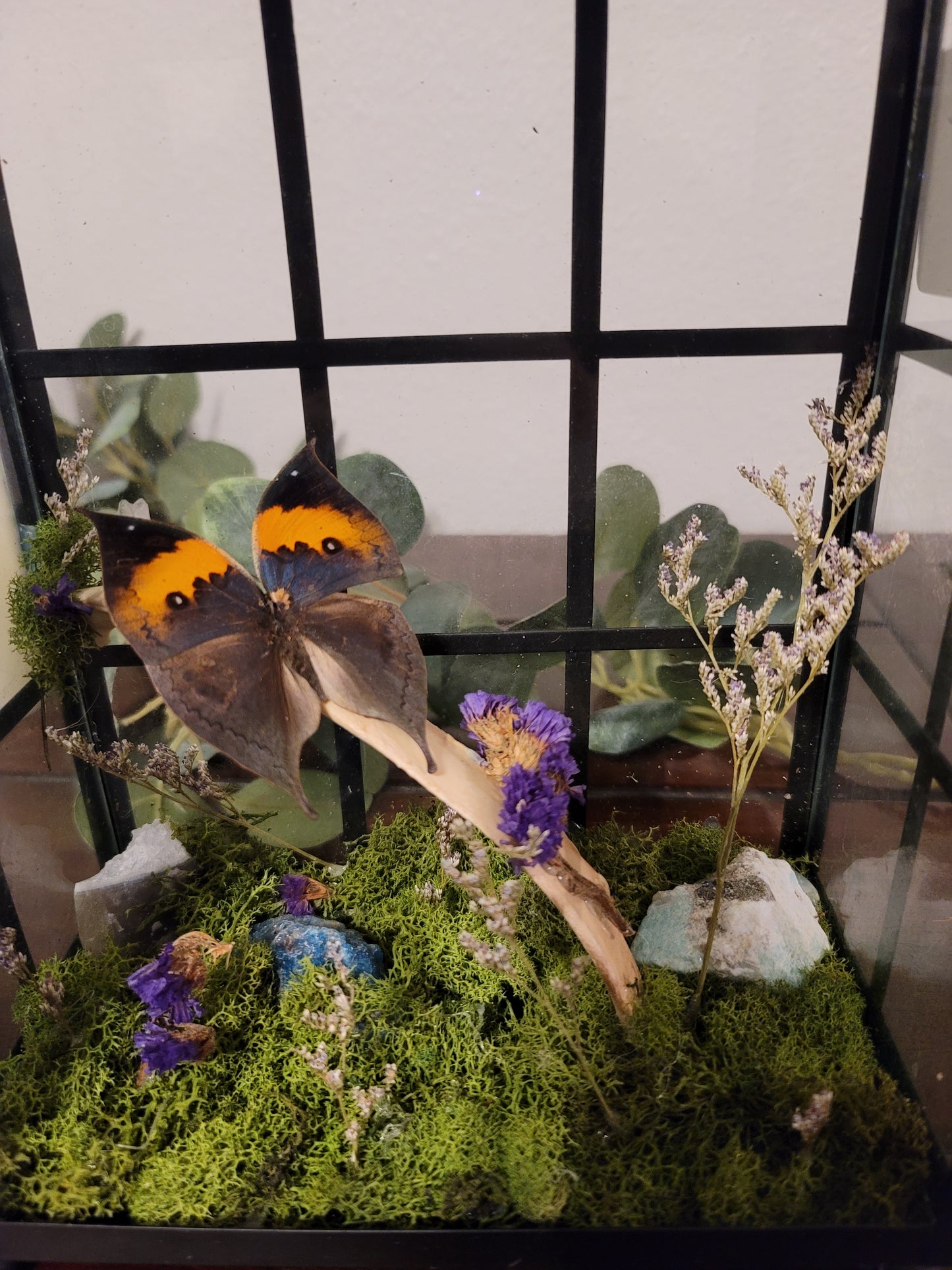 Orange oakleaf butterfly bone latern oddity