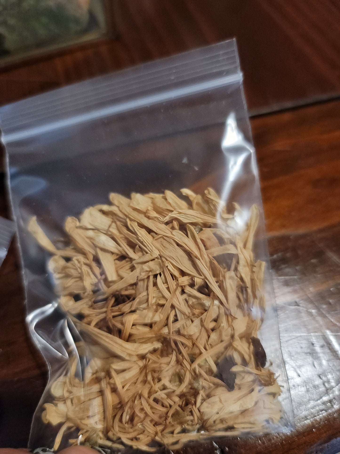 Dried Daisy