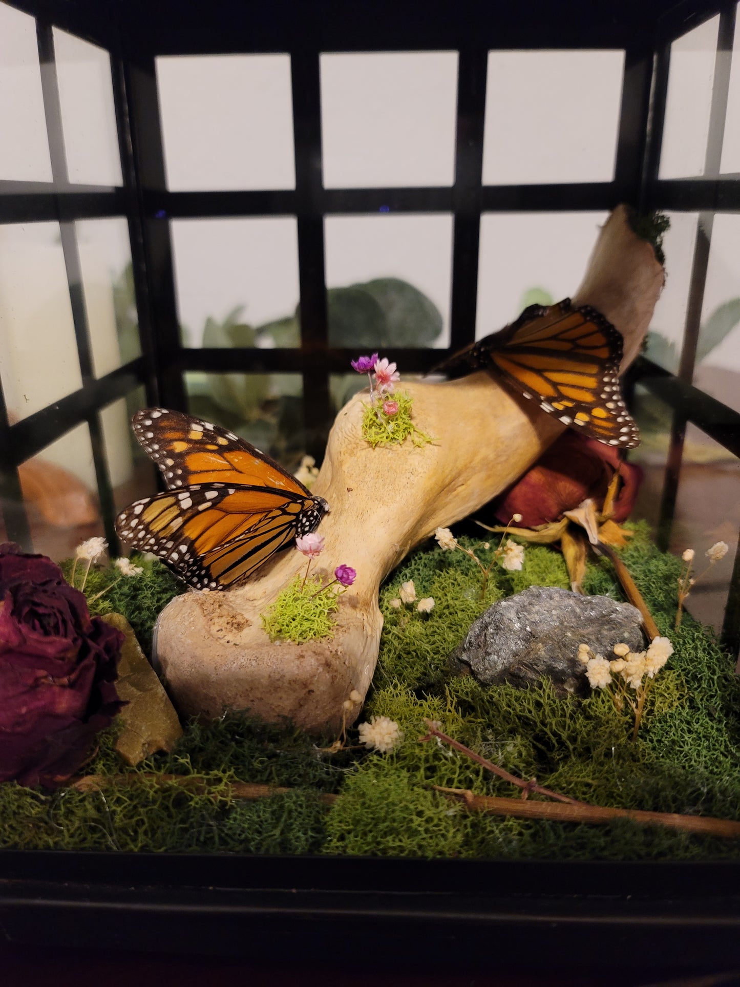 Monarch butterfly Bone Latern