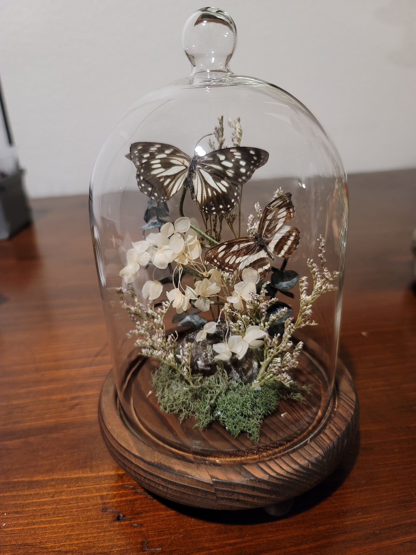 Blue tiger butterflys Cloche