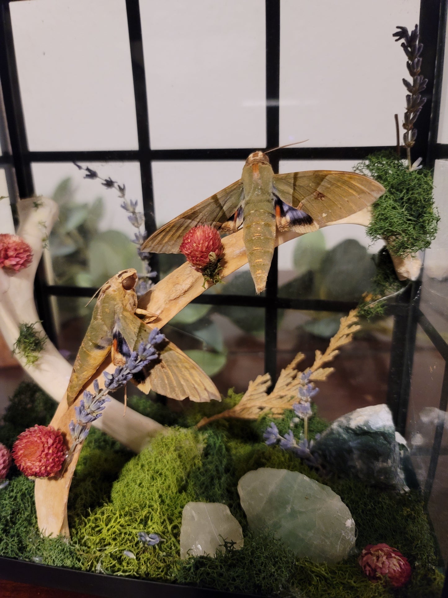 Two Eumorpha labruscae moths bone lantern